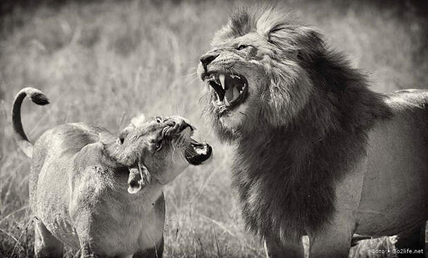 Разногласия льва и львицы