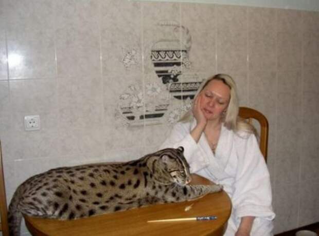 Самые большие кошки в мире