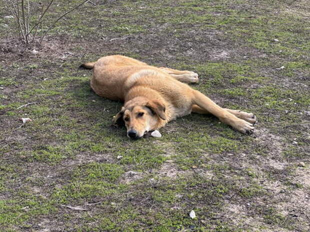 Какой-то ненормальный расстреливает собак из арбалета в Новороссийске
