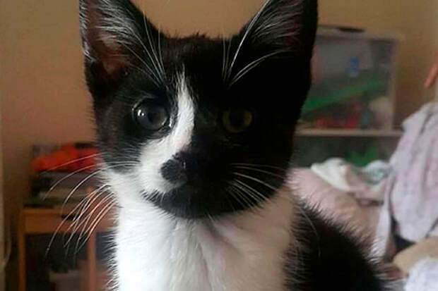 Пропавшего британского кота нашли 420 километрах от дома