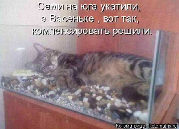 Котоматрица новая и прикольная (37 фото)
