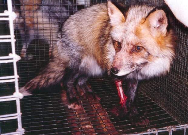 http://www.vita.org.ru/fur/foto/fox-in-farm.jpg