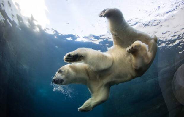 Несмотря на свои размеры, белые медведи удивительно проворны в воде. Фото: Frank Rensholt / HotSpot Media
