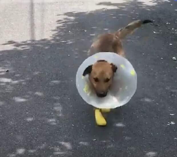 Собака в обуви Пес идет