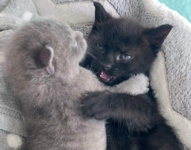 Без кота и жизнь не та