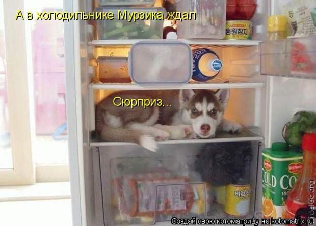 Лучшие котоматрицы недели (50 фото) Лучшие котоматрицы недели
