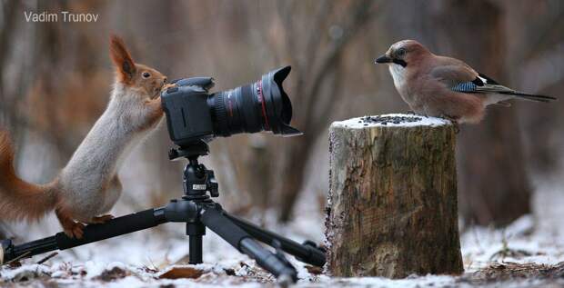 Фотосессия для белок Фотосессия для белок
