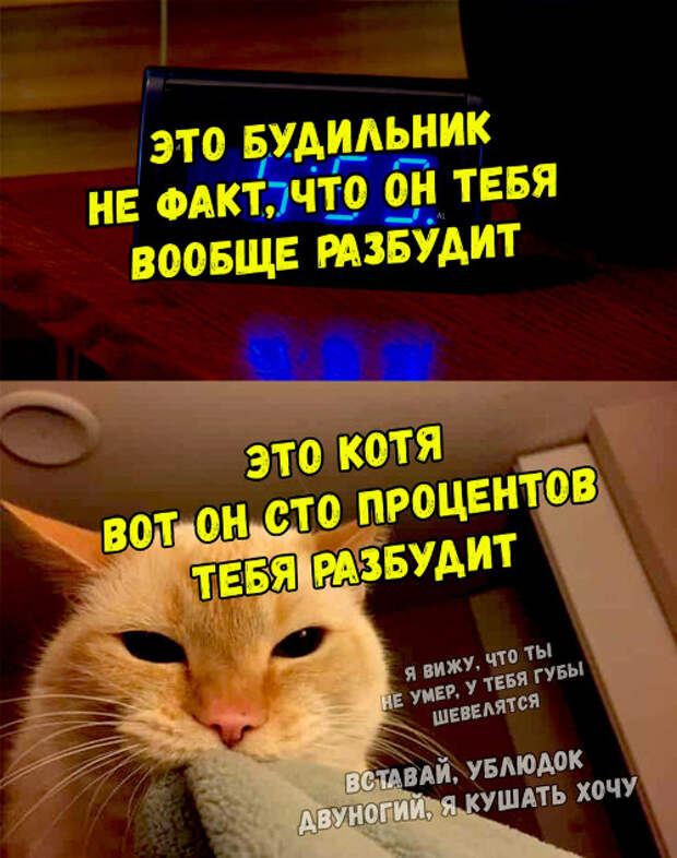 изображение: Это будильник. Не факт, что он тебя вообще разбудит. Это котя, вот он сто процентов тебя разбудит. - Я вижу, что ты не умер, у тебя губы шевелятся. Вставай, ублюдок двуногий, я кушать хочу #Котоматрицы