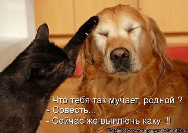 котоматрица совесть (700x497, 52Kb)