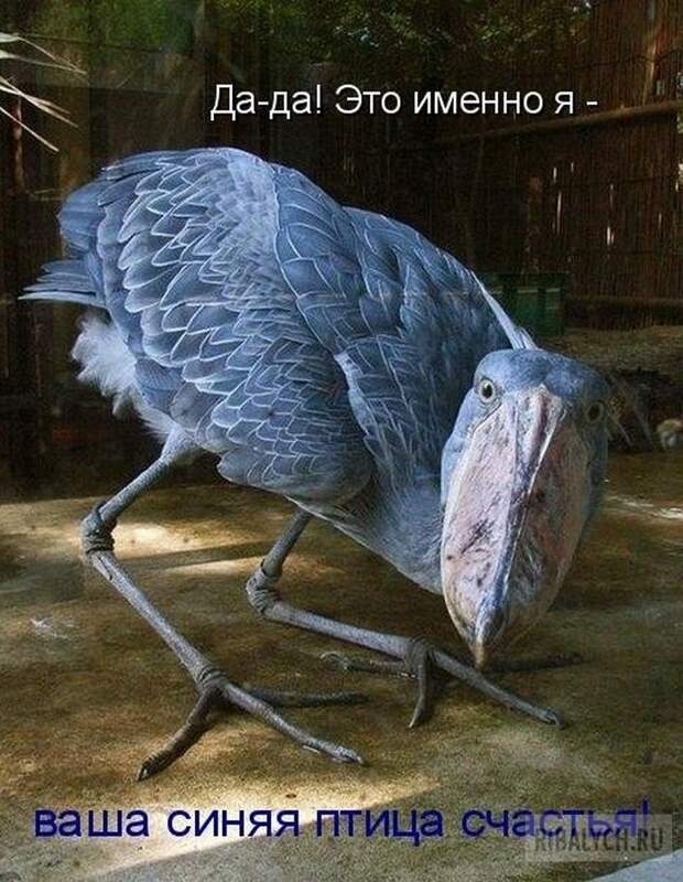 воскресный юмор