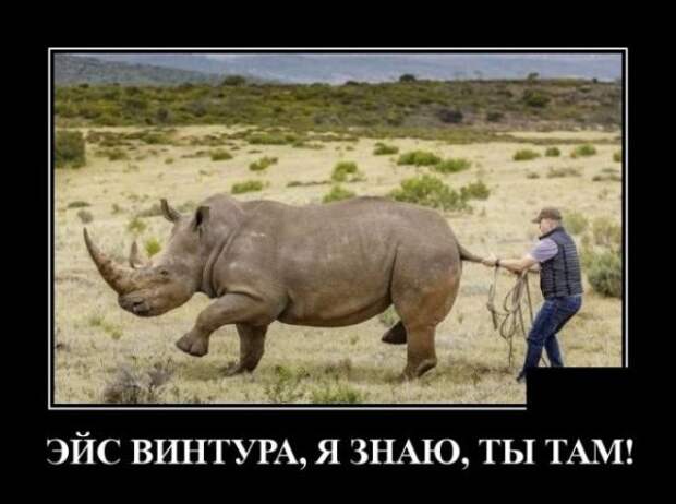Демотиваторы, смотреть и поднимать настроение