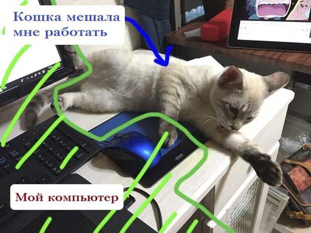 Японец показал, как он защищает компьютер от своей кошки животные, забавно, компьютер, кот, место, юмор, япония