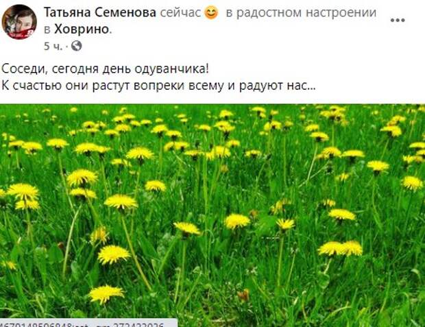 13 мая день одуванчика картинки