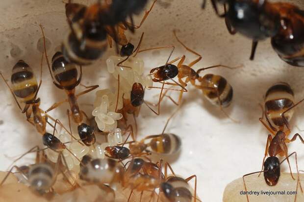 Как построить муравейник