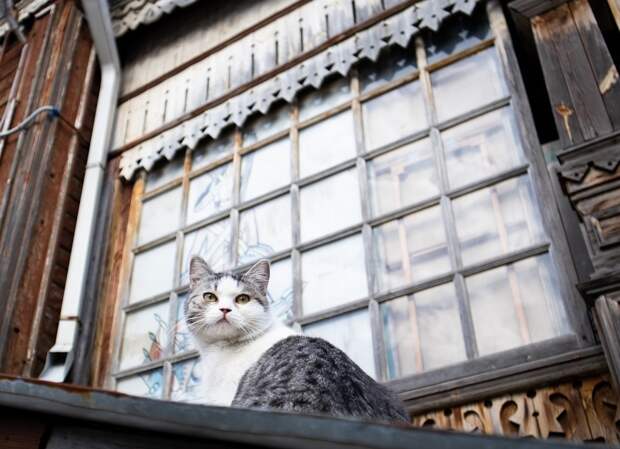 Кошка Ефросинья из Рязани номинирована на «лохматый Оскар»