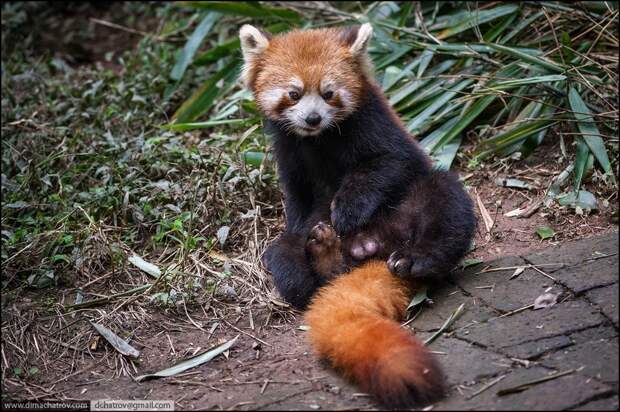 panda07 panda07 Про сытое царство лени