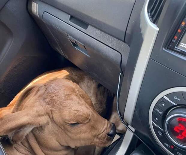 Ночью водитель подобрал “собаку”: утром над ним смеялся весь Интернет