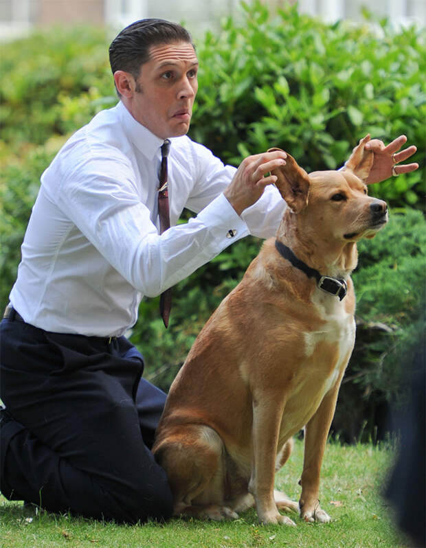 https://sobakibalabaki.com/wp-content/uploads/2017/09/love-for-dogs-tom-hardy-29-59bf87fb631c8__700.jpg