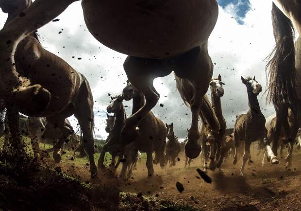 natgeocontest23 natgeocontest23 35 лучших фото животных на фотоконкурсе National Geographic Traveler