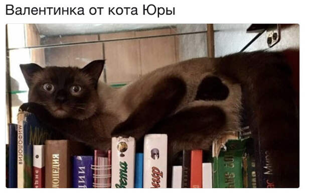 изображение: Валентинка от коты Юры #Котоматрицы