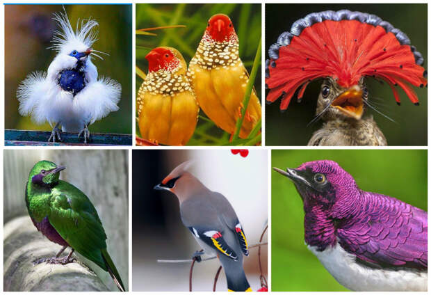 Разнообразие птиц нашей планеты - поразительно, и потому рассказать обо всех в одном посте невозможно.  красота, птицы, фауна