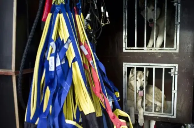 Plemeno husky (34 fotografií)