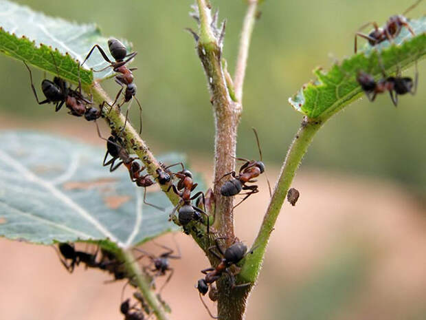 нанесение вреда муравьями