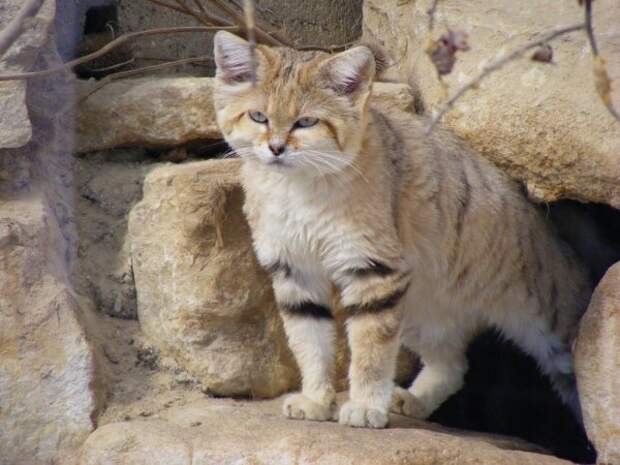 Барханная кошка (Felis margarita)