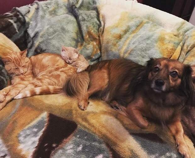 Кошка котенок и собака