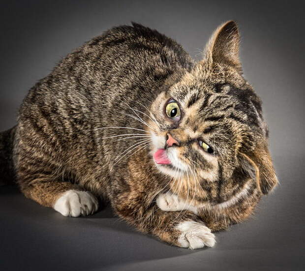 Отряхивающиеся кошки в фотографиях Carli Davidson