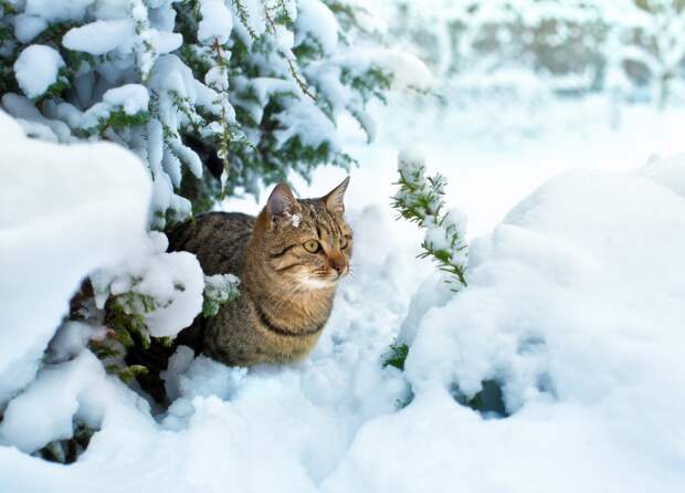 Кот в заснеженном саду Кот в заснеженном саду