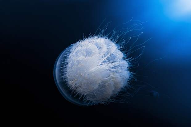 Фантастическая красота медуз на фотографиях