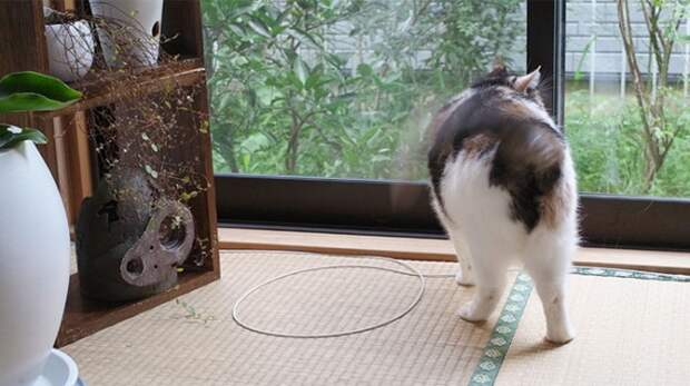 Кот в кругу