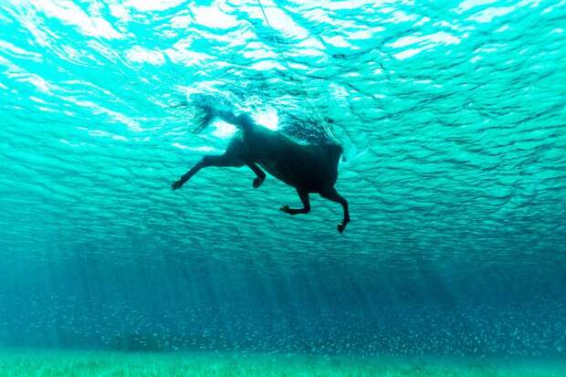Умеют ли лошади плавать? Как научить лошадь плавать?