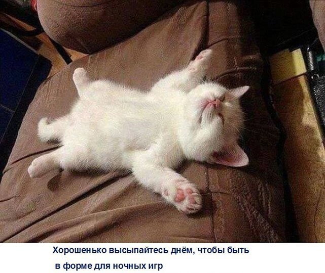 Котопост животные, коты, прикол, юмор