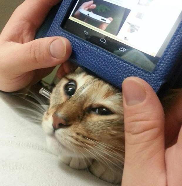 С этими котейками точно не заскучаешь! С этими котейками точно не заскучаешь!