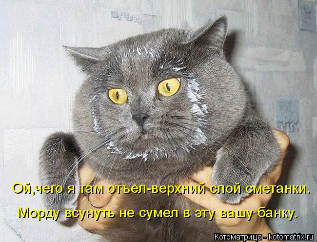 Котоматрица: Ой,чего я там отъел-верхний слой сметанки. Морду всунуть не сумел в эту вашу банку.