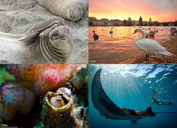 BIGPIC Обои для рабочего стола от National Geographic за апрель 2013