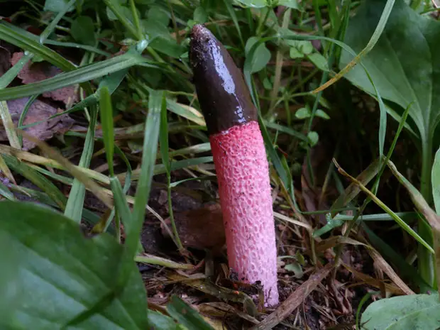 Вонючий розовый. Вонючий розовый. Мутинус собачий гриб. Мутинус равенеля и мутинус собачий. Самый вонючий цветок.