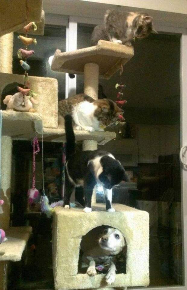 С этими котейками точно не заскучаешь! С этими котейками точно не заскучаешь!