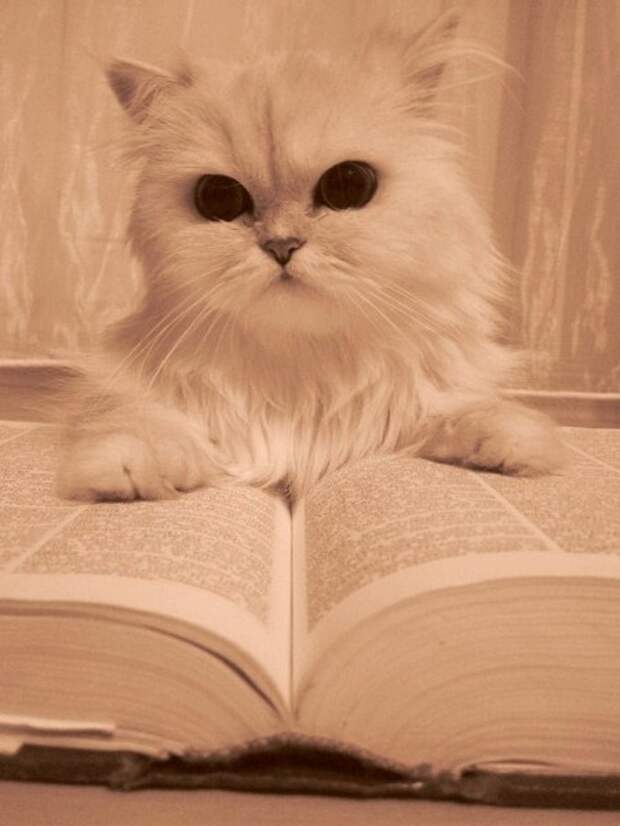 Кот б ответы. Кот ученый. Кот ученый Мем. Кот ученый в библиотеке. Котик ученый картинка.