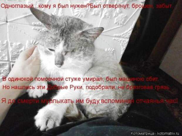 Котоматрицы(картинки с надписями)