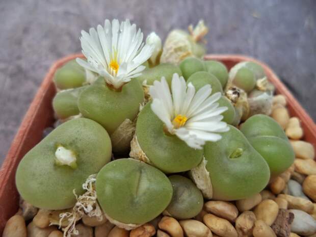 Конофитум вогнутый (Conophytum concavum)