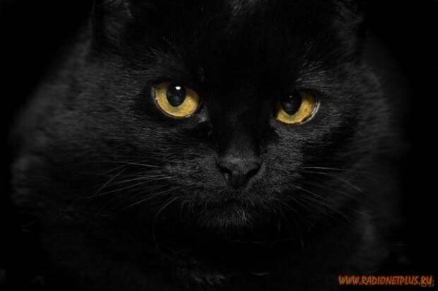Кошки и котята :) (54фото)