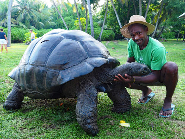Это самая большая в мире черепаха