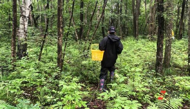 Какие штрафы грозят россиянам за сбор грибов, занесенных в Красную книгу