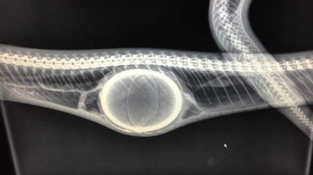 Перед операцией змее сделали рентген видео, змея, мяч, питон