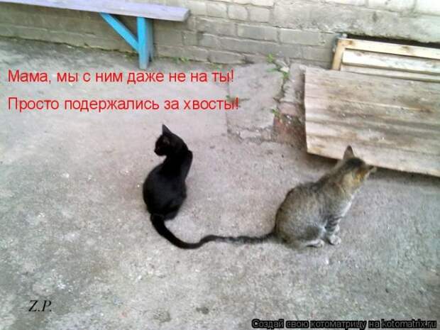 Лучшие котоматрицы недели (50 фото)