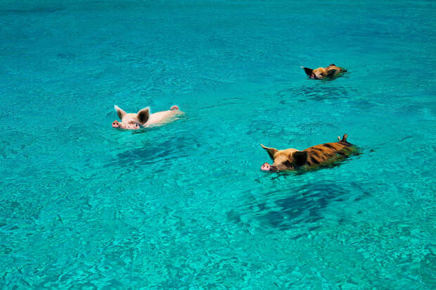 Bahamas