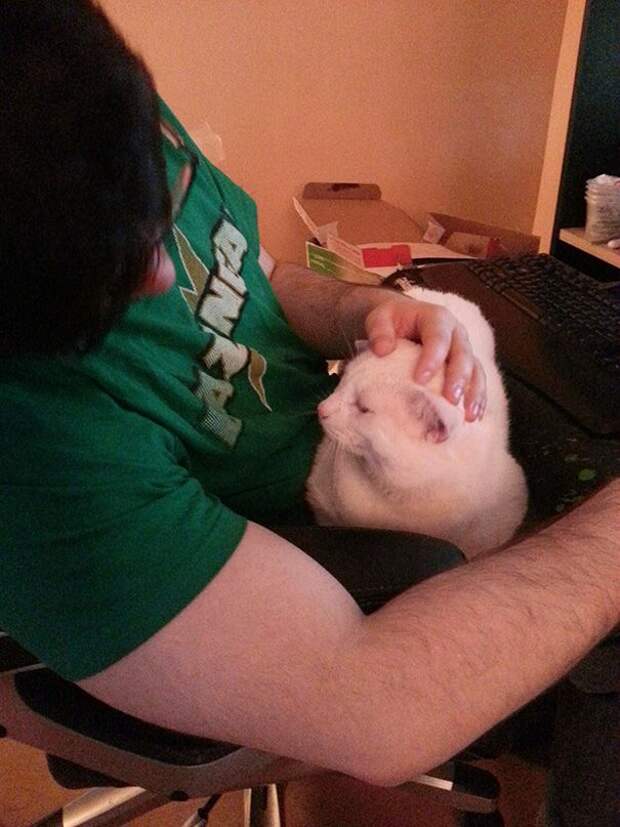 Без кота и жизнь не та